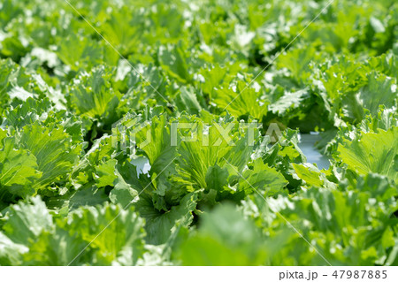 群馬県昭和村　高原レタス　（8月） 47987885