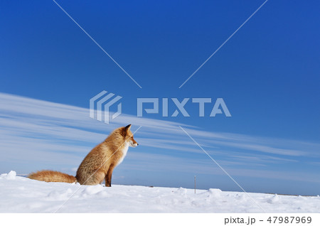 青い空と白い雪とキタキツネ 北海道 の写真素材