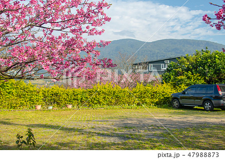 taiwan,Yangmingshan,flower,pink,spring taiwan,Yangmingshan,flower,pink,spring 47988873