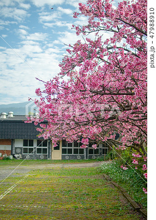 taiwan,Yangmingshan,pink,flower,spring taiwan,Yangmingshan,pink,flower,spring 47988910