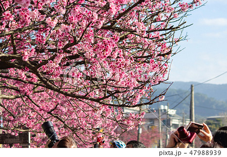 taiwan,Yangmingshan,pink,flower,spring taiwan,Yangmingshan,pink,flower,spring 47988939