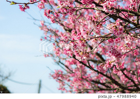 taiwan,Yangmingshan,pink,flower,spring taiwan,Yangmingshan,pink,flower,spring 47988940