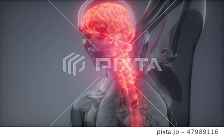 Backache in Back Bones Backache in Back Bones 47989116