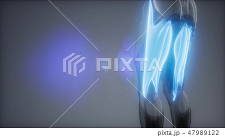 thigh muscles - Visible muscle anatomy map 47989122