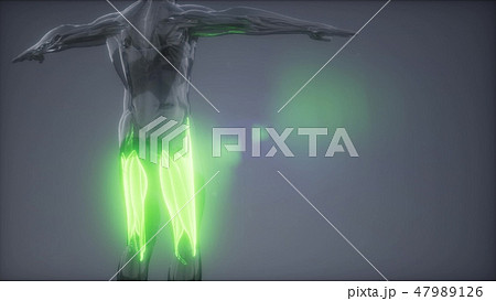 thigh muscles - Visible muscle anatomy map 47989126