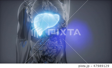 Human Liver Radiology Exam Human Liver Radiology Exam 47989129