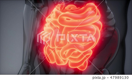 Human Small Intestine Radiology Exam 47989130