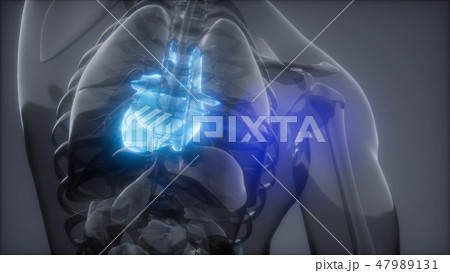Human Heart Radiology Exam Human Heart Radiology Exam 47989131
