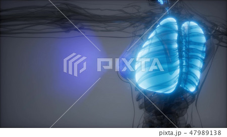 Human Lungs Radiology Exam Human Lungs Radiology Exam 47989138