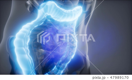 Human Colon Radiology Exam 47989170