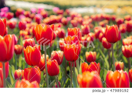 taiwan,spring,tulips,flower,red,garden,color taiwan,spring,tulips,flower,red,garden,color 47989192