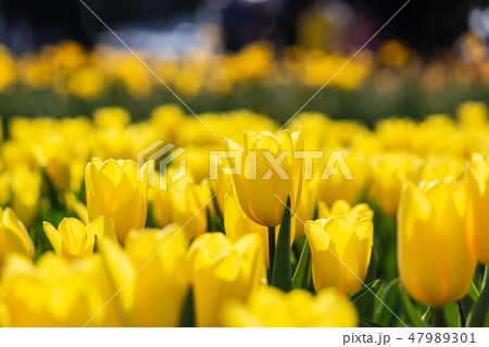 taiwan,spring,tulip,flower,yellow,garden,color taiwan,spring,tulip,flower,yellow,garden,color 47989301