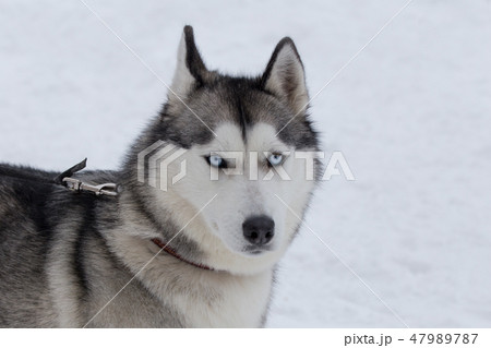 Cute siberian husky is standing on a white snow.  47989787