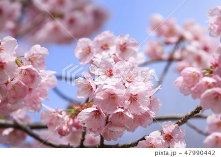満開の桜・寒緋桜 満開の桜・寒緋桜 47990442