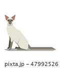 Balinese Cat breed on the white background 47992526