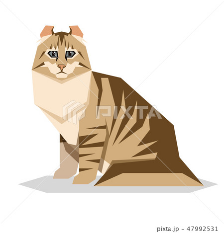 American Curl Cat Breed on white background American Curl Cat Breed on white background 47992531