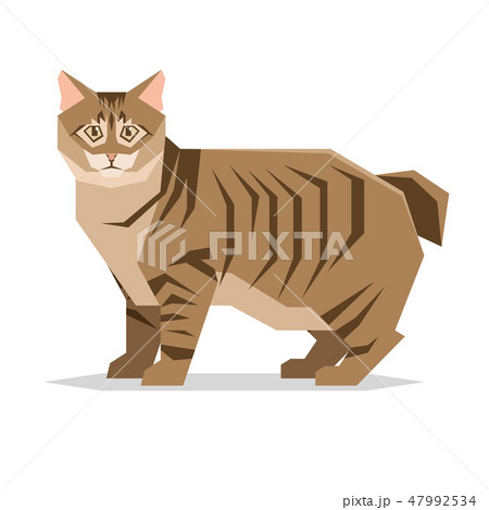 American Bobtail Cat Breed on white background American Bobtail Cat Breed on white background 47992534