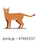 Polygonal abissinian cat on the white background 47992537