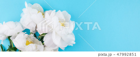 Blooming white peony flowers Blooming white peony flowers 47992851