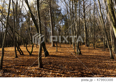 Hilly terrain with deciduous maple trees Hilly terrain with deciduous maple trees 47993300