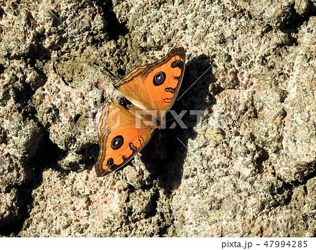 タテハモドキ/多摩動物公園 タテハモドキ/多摩動物公園 47994285