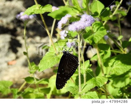ツマムラサキマダラ／多摩動物公園 47994286