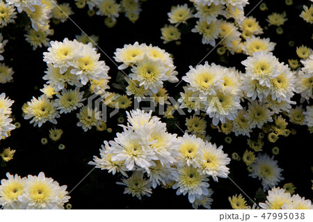 Beautiful multi colored flowers in plantation 47995038