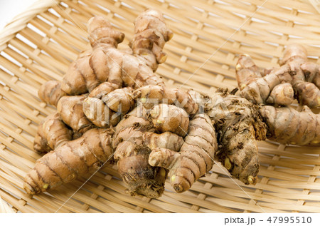 春ウコン 春ウコン 47995510