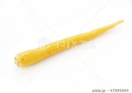 島にんじん 47995604