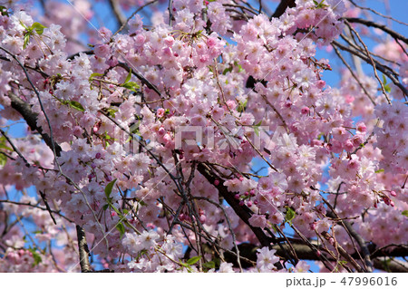 青空をバックに花開いた福蔵院の枝垂桜 青空をバックに花開いた福蔵院の枝垂桜 47996016