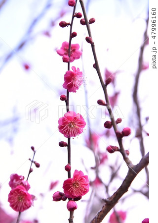 梅の花 47996160