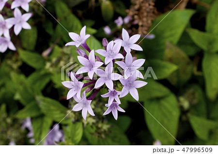 ペンタス 47996509