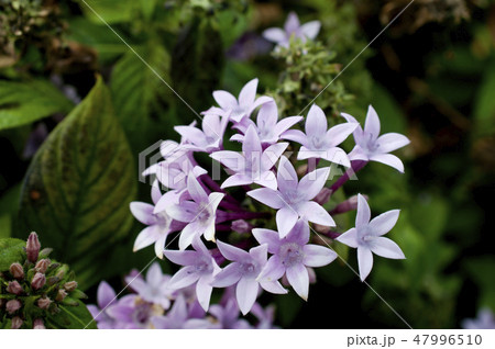 ペンタス 47996510