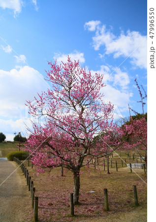 梅林 紅梅の花 梅林 紅梅の花 47996550