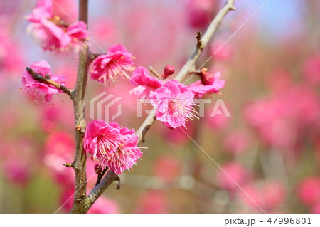 ピンクの梅の花 ピンクの梅の花 47996801