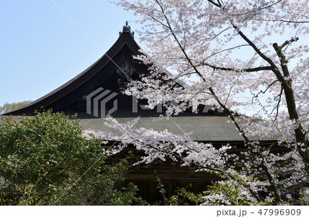 春の三井寺　金堂 47996909