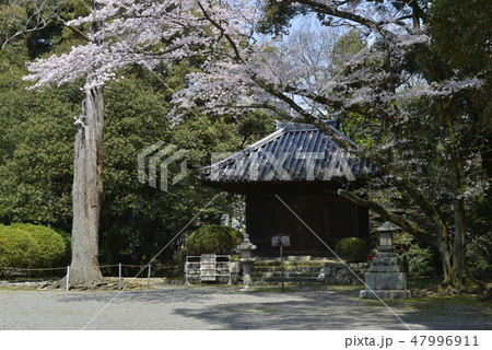 春の三井寺 教待堂 春の三井寺 教待堂 47996911