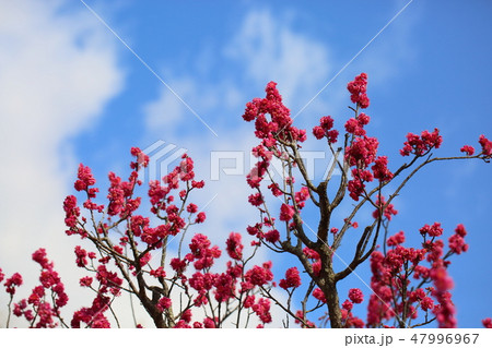 紅梅の花 紅梅の花 47996967