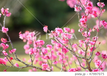 ピンクの梅の花 ピンクの梅の花 47997075