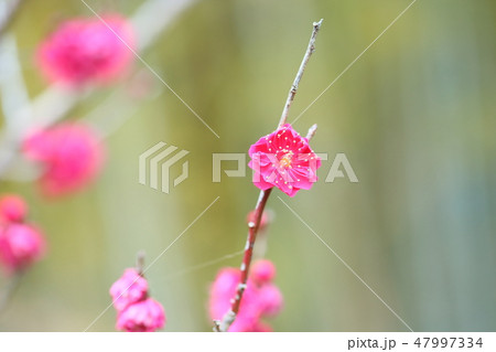 紅梅の花 47997334