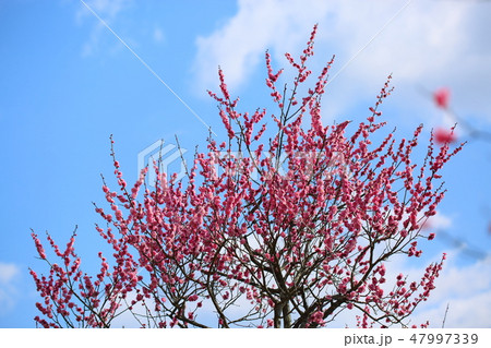 紅梅の花 47997339