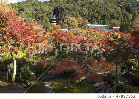 【京都府】永観堂の紅葉 【京都府】永観堂の紅葉 47997552