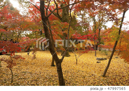 【京都府】永観堂の紅葉 47997565