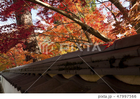 【京都府】永観堂の紅葉 47997566