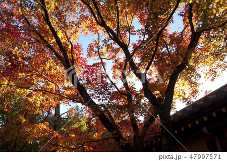 【京都府】永観堂の紅葉 【京都府】永観堂の紅葉 47997571