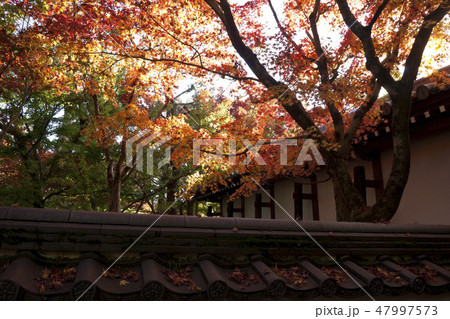 【京都府】永観堂の紅葉 【京都府】永観堂の紅葉 47997573