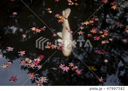 【京都府】南禅寺 天授庵の紅葉と鯉 【京都府】南禅寺 天授庵の紅葉と鯉 47997582