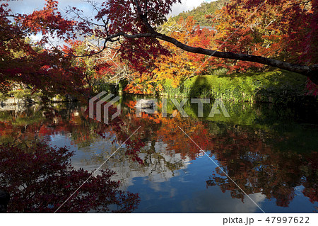【京都府】永観堂の紅葉 【京都府】永観堂の紅葉 47997622