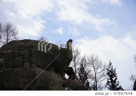 冬の動物公園サル山のサル 冬の動物公園サル山のサル 47997648