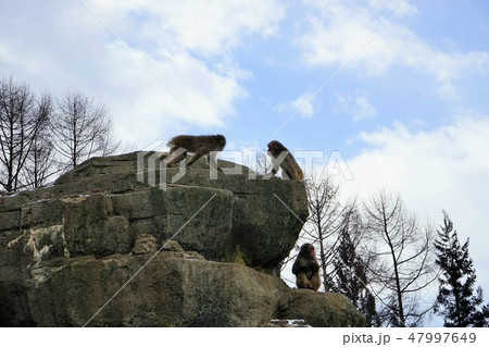 冬の動物公園サル山のサル 冬の動物公園サル山のサル 47997649